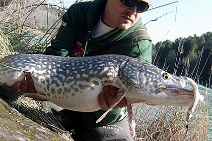 Pesca de lucios de rio con black minnow