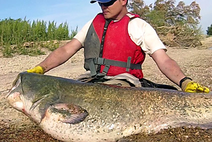 Pesca extrema siluros a lance en rio