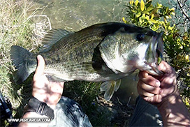 Foto de Black bass 5