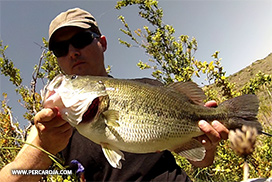 Foto de Black bass 6