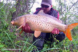 Foto de Carpa 1