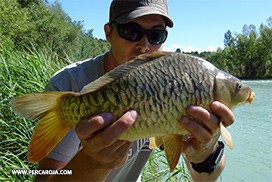 Foto de Carpa 9