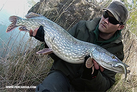 Lucio pescado a lance con vinilo