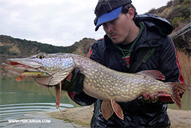 lucio pescado con swimbait de vinilo