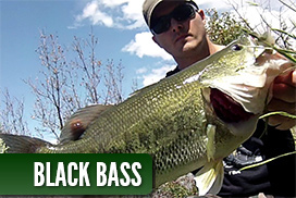 Galeria de fotos de Black Bass