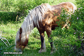 Caballo pastando