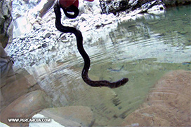 Culebra de agua