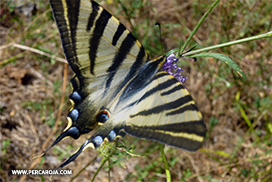 Mariposa