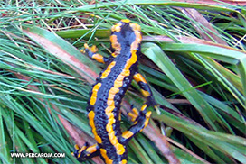 Salamandra