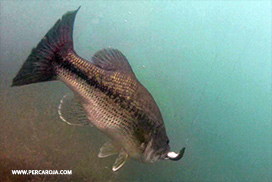 Black bass bajando al fond