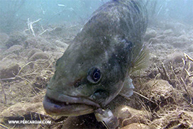 Black bass  de frente