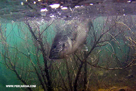 Black bass entre plantas