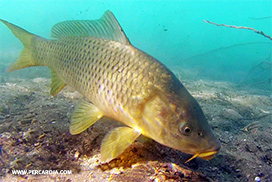 Carpa bajo el agua