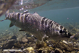 Trucha común pescada con cucharilla