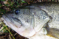 Videos por especie - Pesca de Black Bass